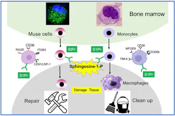 semaglutide and gallbladder pain Can I Take Ozempic After Gallbladder Removal?